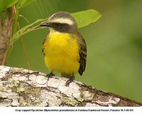 Gray-capped Flycatcher - Myiozetetes granadensis