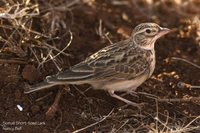 Somali Short-toed Lark - Calandrella somalica