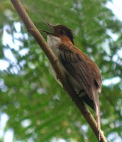 Chestnut Bulbul - Hemixos castanonotus