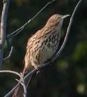 Brown Thrasher - Toxostoma rufum