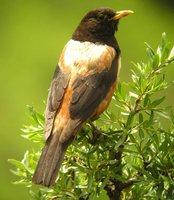 White-backed Thrush - Turdus kessleri