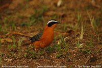 White-browed Robin-Chat - Cossypha heuglini