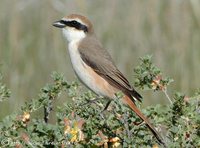 Rufous-tailed Shrike - Lanius isabellinus