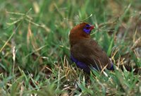 Purple Grenadier - Uraeginthus ianthinogaster