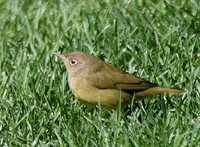 Connecticut Warbler - Oporornis agilis