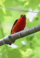 Scarlet Tanager - Piranga olivacea