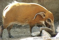 还有几种猪科动物： - 红河猪 Potamochoerus porcus
