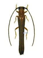 홀쭉사과하늘소 - Oberea fuscipennis