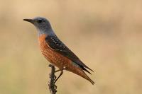 Rufous-tailed Rock Thrush