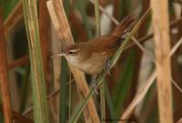 *NEW* Curve-billed Reedhaunter