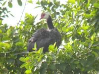 Northern Screamer (Chauna chavaria)