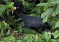 Great Curassow  