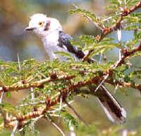 ...Brillenw / White-crested helmet-shrike (Prionops plumatus), ein Nomade,      a nomad Vogelbilder