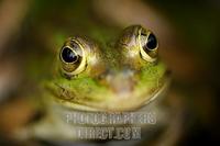 Edible frog ( Rana esculenta ) stock photo
