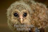 Young African Wood Owl stock photo