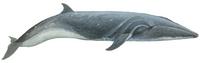 Seiwal (Balaenoptera borealis) Sei whale