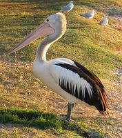 Australian Pelican - Pelecanus conspicillatus