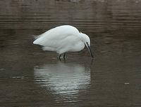 Little Egret