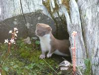 ...e Least weasel Mustela nivalis nivalis, a subspecies of the common weasel. Never a