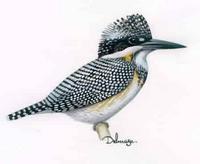 Trauerfischer (Megaceryle lugubris) Crested Kingfisher