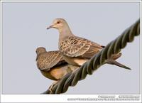 Oriental Turtle Dove