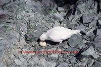 FT0162-00: Sheathbill scavenging the egg of a Chinstrap Penguin. Sub Antarctic Island