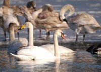 Mute Swan Cygnus olor 혹고니