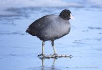 물닭 (EUROPEAN COOT) Fulica  atra