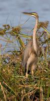 Purple Heron