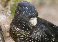 Calyptorhynchus funereus