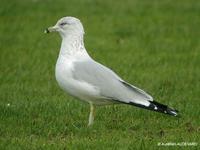 Goéland à bec        cerclé adulte (Larus delawarensis)