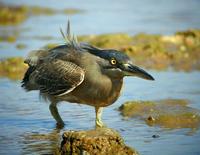 Striated Heron (Butorides striata)