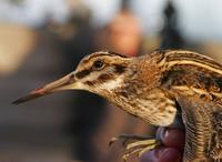 Jack Snipe (Lymnocryptes minimus)