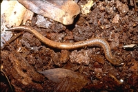 : Batrachoseps attenuatus; California Slender Salamander