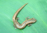 : Bolitoglossa occidentalis