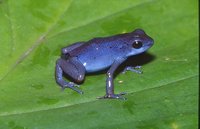 : Oophaga pumilio; Strawberry Poison Frog