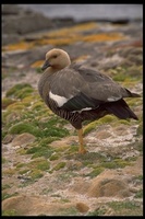 : Chloephaga picta ssp. leucoptera; Upland Goose