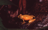 : Scinax cruentommus