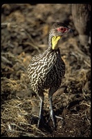 : Francolinus leucoscepus; Yellow-necked Spurfowl