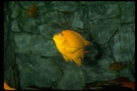 : Hypsypops rubicundus; Garibaldi Damselfish