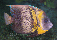 : Pomacanthus zonipectus; Cortez Angelfish