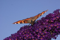 : Aglais urticae