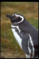 : Spheniscus magellanicus; Magellanic Penguin
