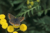 : Aricia agestis