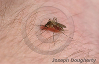 : Culex sp.; Mosquito