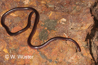 : Leptotyphlops rouxestevae; Slender Blind Snake