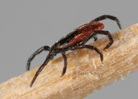 : Ixodes pacificus; Western Black Legged Tick