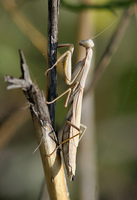 : Stagmomantis californica; California Mantid