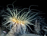 : Pachycerianthus fimbriatus; Tube Anemone
