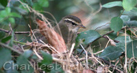 Radde's Warbler Phylloscopus schwarzi